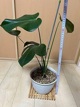 モンステラ 特大株 抜き苗発送 61Ho+2HBAAL._UF350,350_QL50_.jpg